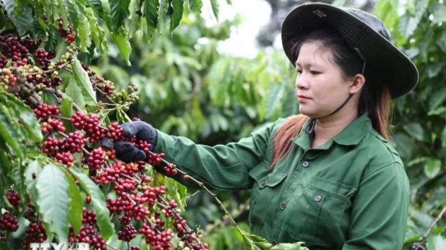 Vietnam’s coffee exports reach US$1.72 billion in first two months